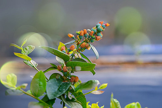 大棚里盛开得蓝莓花和蓝莓果