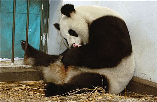 大熊猫,幼兽,中国,研究中心,卧龙自然保护区