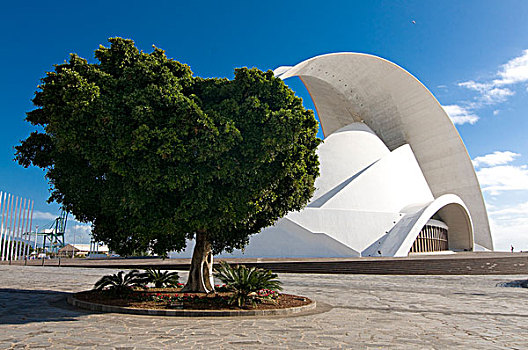 树,正面,剧院,圣克鲁斯-德特内里费,特内里费岛,加纳利群岛,西班牙