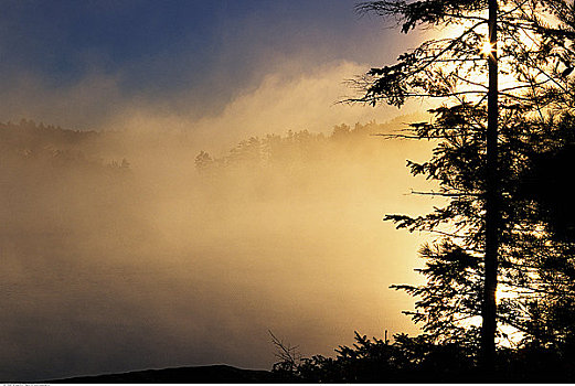 剪影,树,雾,日落,安大略省,加拿大