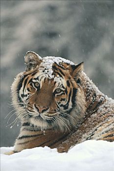西伯利亚虎,东北虎,肖像,亮光,下雪,东北虎园,哈尔滨,中国