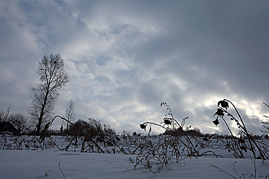 雪乡,雪村,吉林,临江市,村庄,山村,乡村,冬季,雪野,寒冷,农家,接待,旅游,松岭,东北,风情