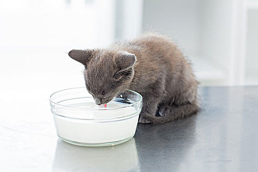 小猫,喝,牛奶,碗