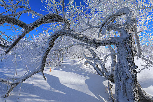 雪岭雾凇风光