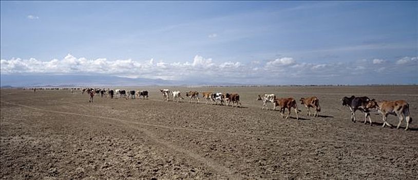 牛,热,尘土,季节,湖,靠近,安伯塞利国家公园