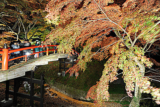 红叶,展示,灯笼,唱,青蛙,桥,日本