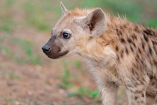 幼兽,斑鬣狗,笑,鬣狗,克鲁格国家公园,南非,非洲