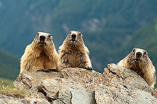高山,土拨鼠,上陶恩山国家公园,卡林西亚,奥地利,欧洲