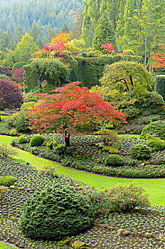 秋色,宝翠花园,温哥华岛,不列颠哥伦比亚省,加拿大