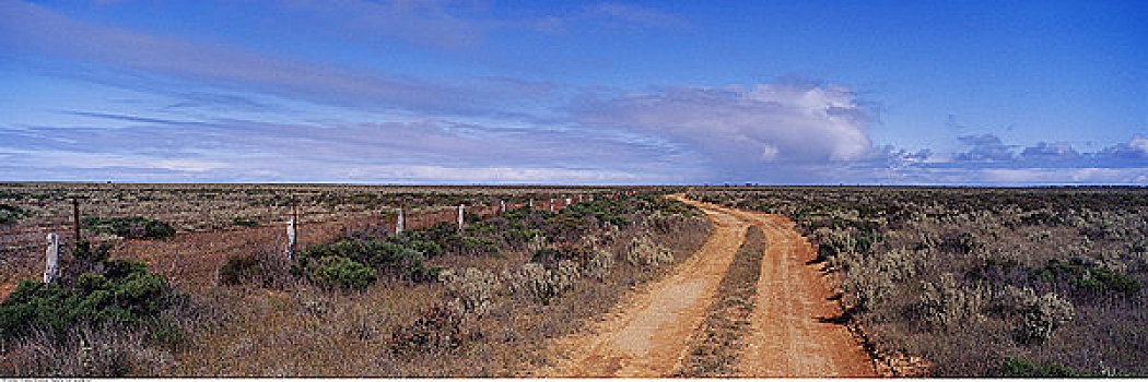 灌木,狗,栅栏,朴素,澳洲南部