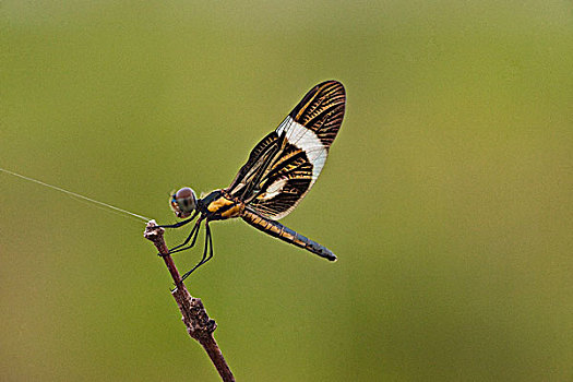 蜻蜓,圭亚那