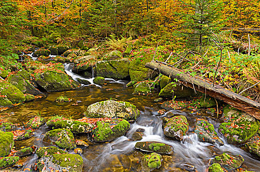 河流,流动,苔藓密布,石头,树林,秋天,巴伐利亚森林国家公园,巴伐利亚,德国,欧洲