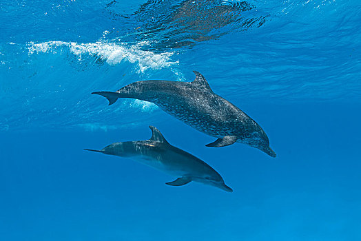 大西洋点斑原海豚,花斑原海豚,动物,一对,水下,表面,巴哈马浅滩,巴哈马,中美洲