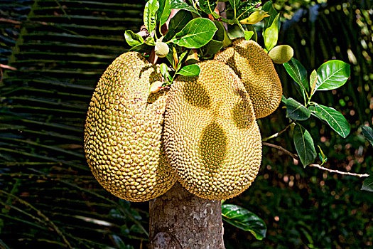 木菠萝,越南,东南亚