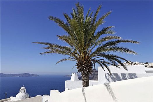 棕榈树,白房子,海洋,锡拉岛,希腊
