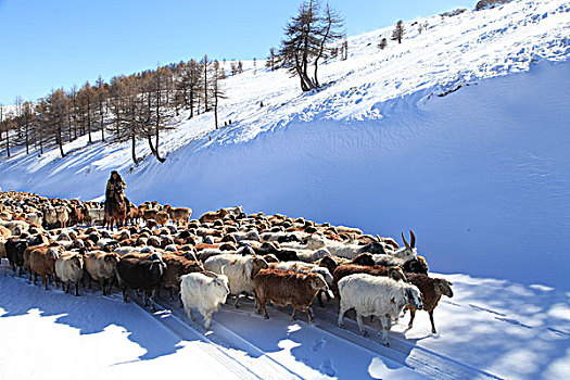 东天山雪韵