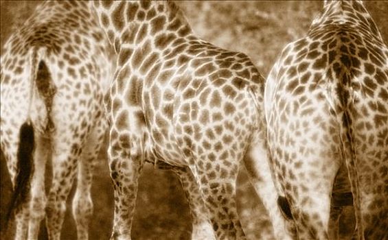 特写,长颈鹿,克鲁格国家公园,南非
