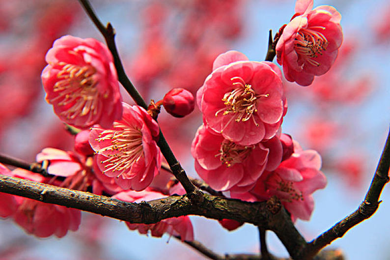 梅花图片_梅花高清图片_全景视觉