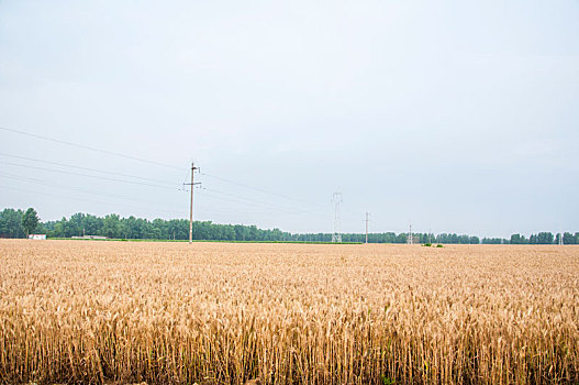 北方田野中成熟的小麦