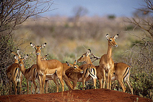 肯尼亚,东察沃国家公园,牧群,雌性,黑斑羚,红色,泥土,七月