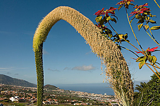 叶子花属,花,山,背景,特内里费岛,加纳利群岛,西班牙