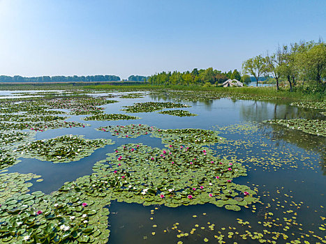 江苏东海,睡莲花开,湿地如画