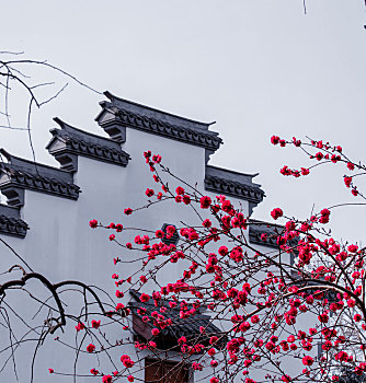 中国风背景墙下的红色樱花