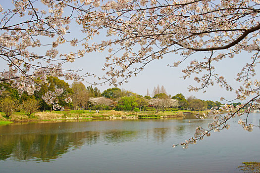 樱花,湖,熊本,日本