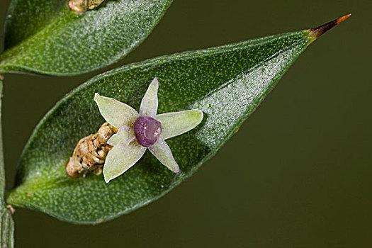 扫帚,特写,花,茎,新森林地区,汉普郡,英格兰,英国,欧洲