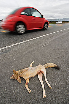 狐狸,哺乳,女性,杀死,途中,加利福尼亚