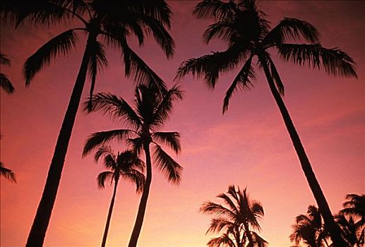 夏威夷,剪影,棕榈树,日落,粉红天空