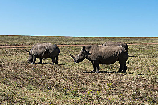南非,德班,禁猎区,白犀牛,野生,大幅,尺寸