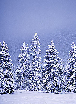 积雪,花旗松,树,普韦布洛,新墨西哥,美国