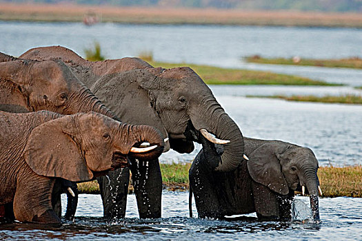 浴,大象,非洲象,乔贝国家公园,博茨瓦纳,非洲