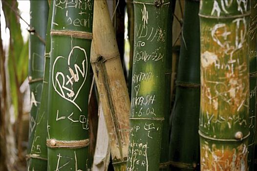 竹子,雕刻,心形,皇家植物园,毛里求斯,印度洋,非洲