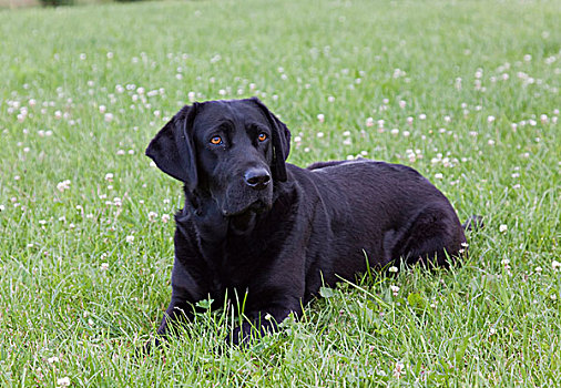 黑色,拉布拉多犬,坐,草