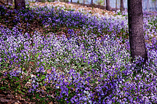 一片五彩的紫花地丁