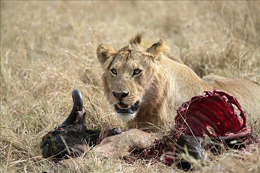 雌狮,狮子,捕食,马赛马拉国家保护区,肯尼亚