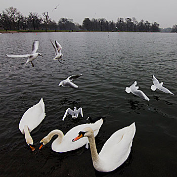 天鹅,水塘,海德公园,伦敦,英格兰