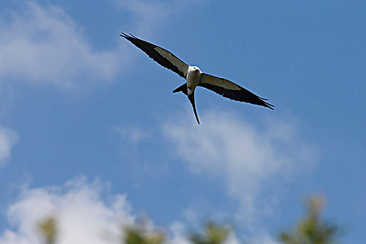 鸢,飞行,保存,州立公园,佛罗里达,美国