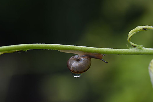 美丽的蜗牛