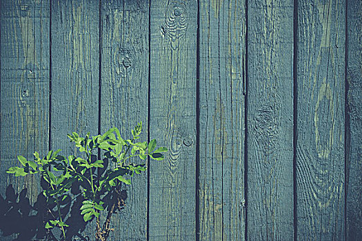 绿色植物,栅栏,风化,蓝色,涂绘