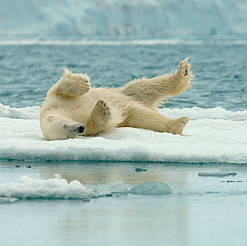 北极熊,雪地,浮冰,斯瓦尔巴特群岛,挪威,北极,欧洲