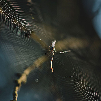 蜘蛛网,蜘蛛,树林,早晨