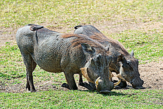 两个,疣猪,马赛马拉国家保护区,肯尼亚,非洲