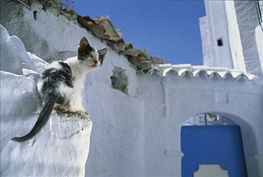 家猫,迷路,小猫,墙壁,希腊
