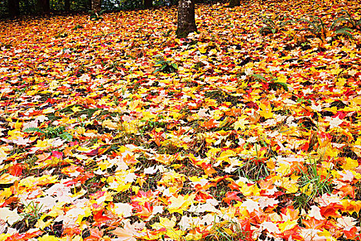 秋天,色彩,地面,俄勒冈,美国