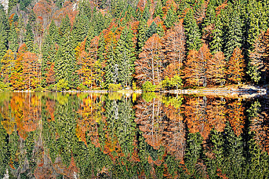 风景,上方,湖,秋天,植被,地区,巴登符腾堡,德国,欧洲