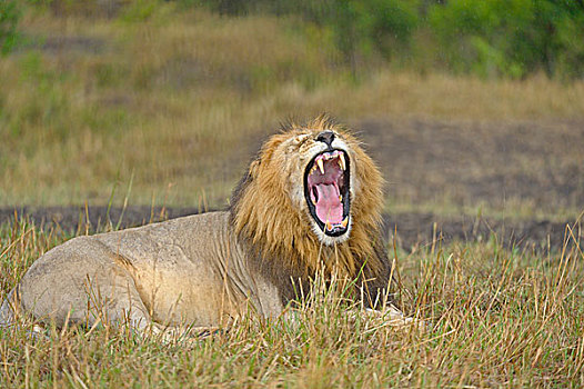 狮子,雄性,哈欠,马赛马拉国家保护区,肯尼亚,非洲