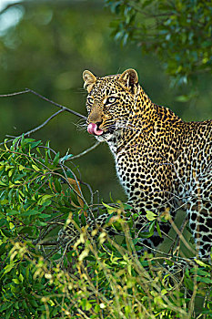 头像,豹,树上,马赛马拉国家保护区,肯尼亚